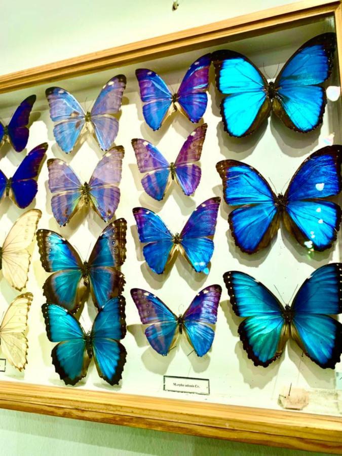 Villa Butterfly Budapest Eksteriør billede