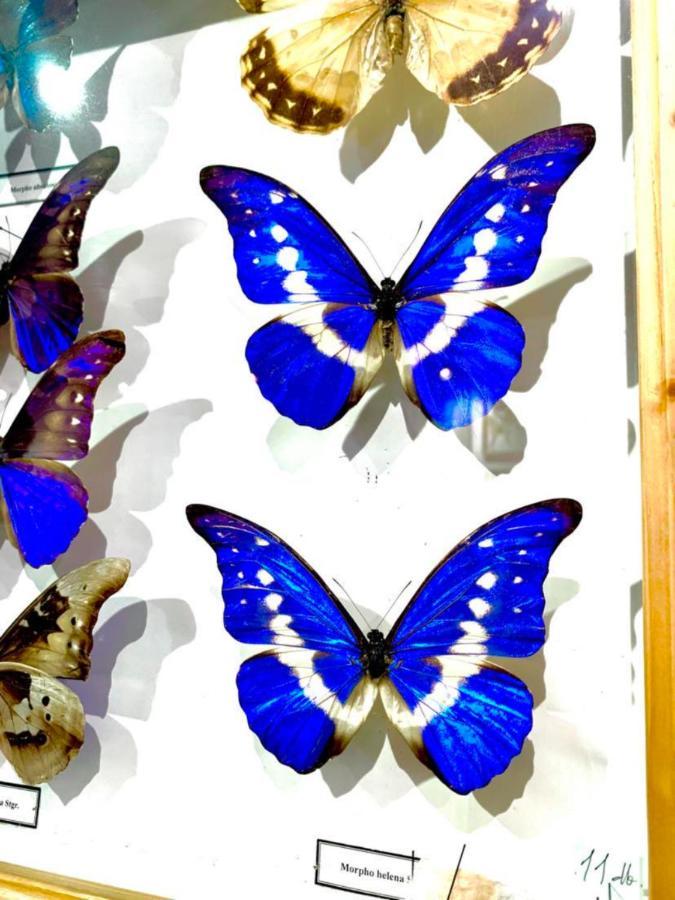 Villa Butterfly Budapest Eksteriør billede